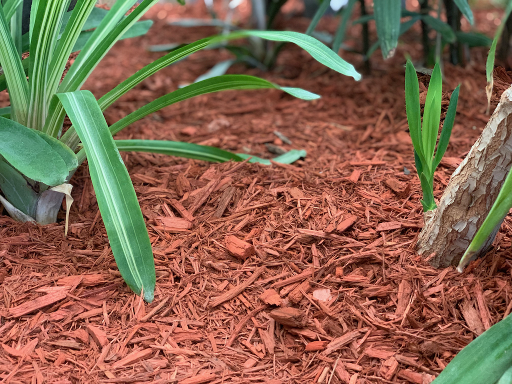 Red Mulch in Garden Plant Bed