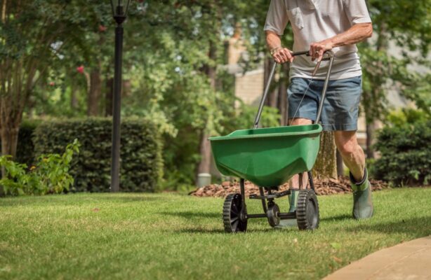 Man pushing fertilizer spreader in a southern Florida healthy and vibrant lawn