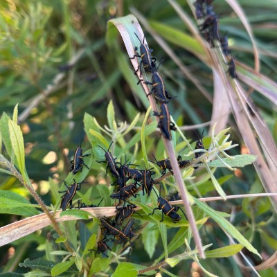 Eastern Lubber Grasshoppers