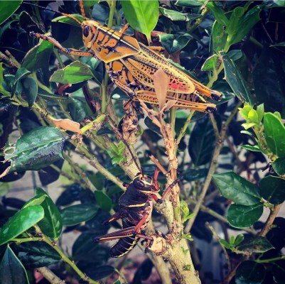Eastern Lubber Grasshoppers