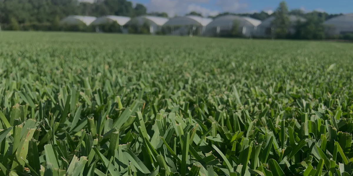 Viridian St. Augustine Sod - Dense, Shade Tolerant, Low Maintenance Turf